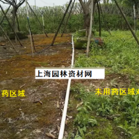 草坪里的雜草怎么去除，上海綠化養(yǎng)護(hù)草坪雜草如何管理
