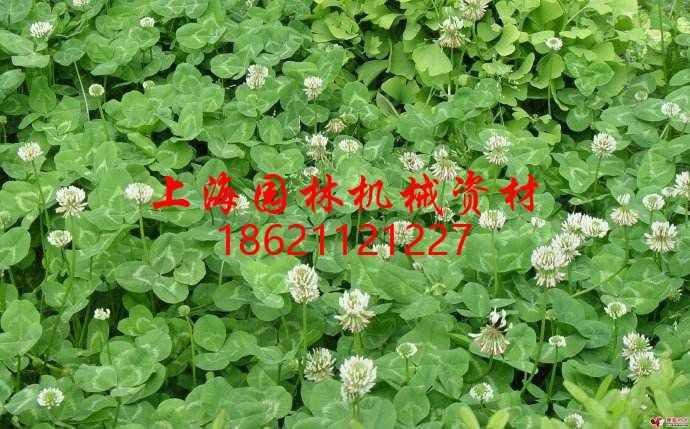 auto_1470.jpg